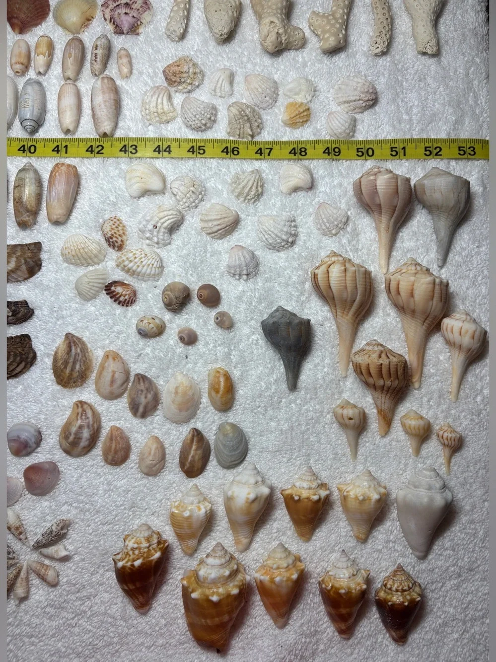 150 Mixed Lot Sanibel Island Seashells.  Assorted types and sizes!